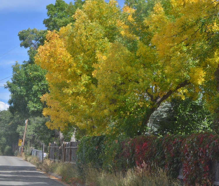 fall tree 